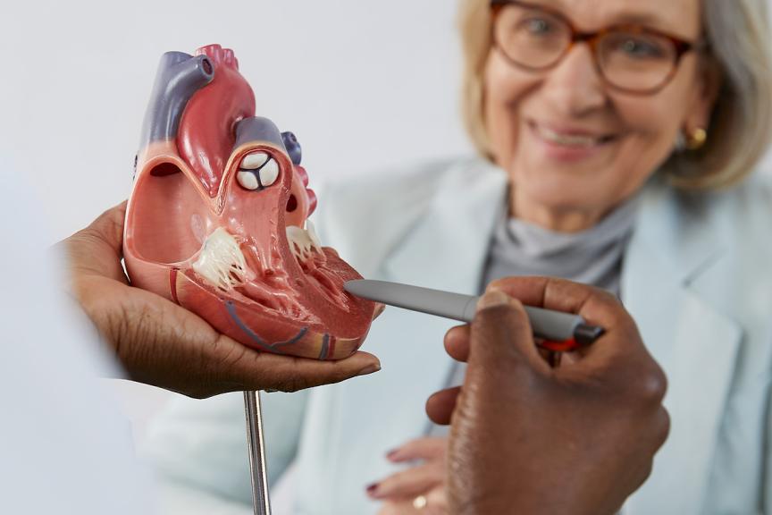 Model of a human heart with a female patient in the background