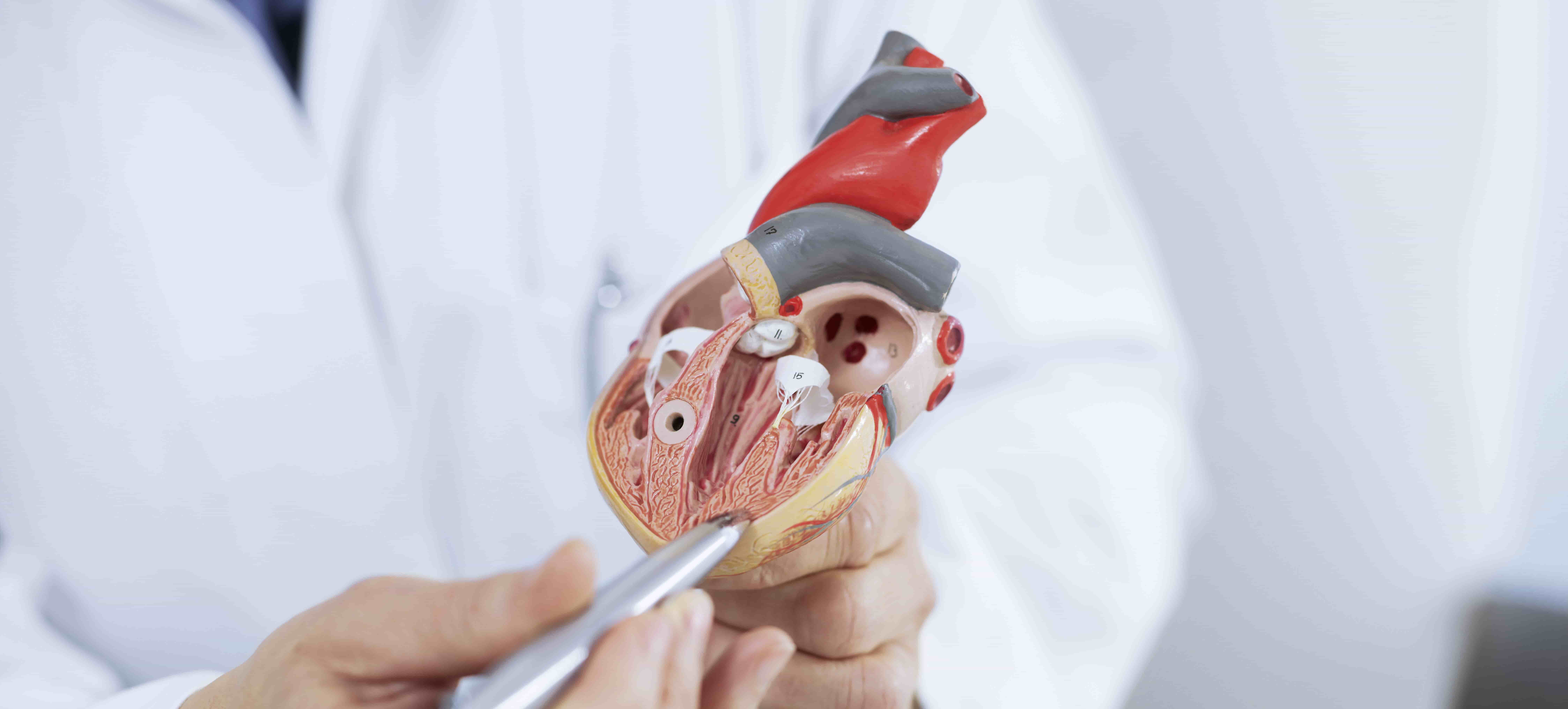 Foto das mãos de um médico branco segurando o protótipo de um coração humano e apontando os detalhes com uma caneta 